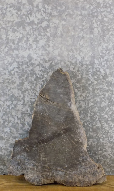 Rustic Round Cut Live Edge Locust DIY Charcuterie Board/Slab 6529